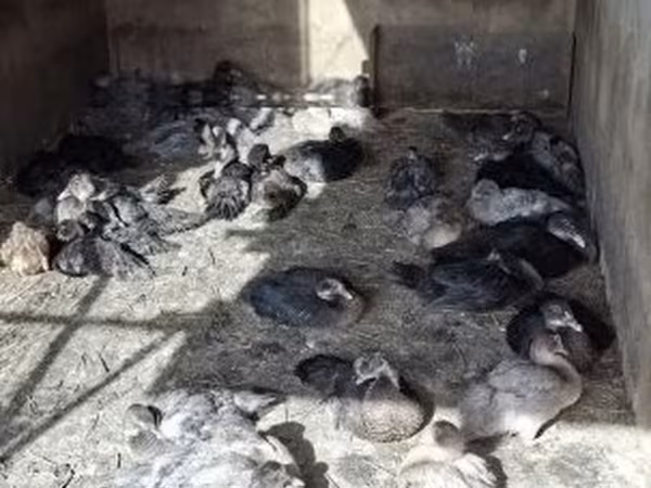 Domestic Muscovy
