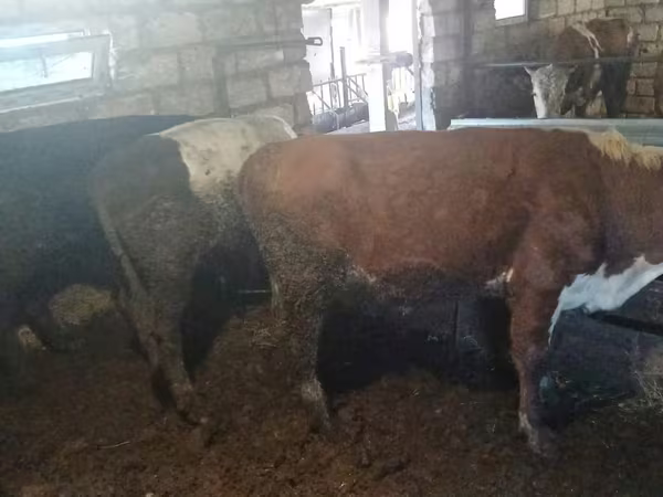 Bull, Simmental cattle