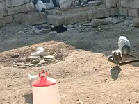 Chickens — عکس 6