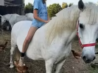 კვიცი, Hungarian horse breed — ფოტო 2
