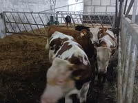Rundvee (partij, geslacht niet gespecificeerd), Limousin koe — foto 4