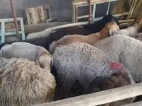 Beran, Rhon sheep — foto 6