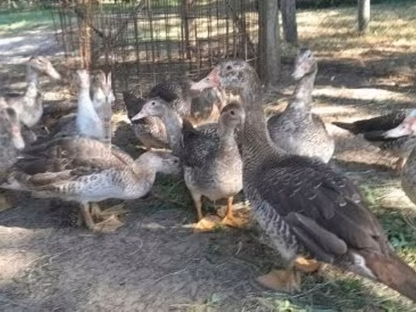 Ducks — Hungary