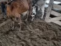 Kozel, Kozy — foto 1