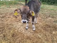 Bulle, Braune Karpatenrasse — Foto 2