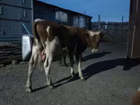 Bovine (lot, sex nespecificat), Simmental cattle — foto 4