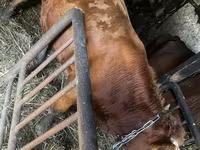 İnek, Simmental cattle — foto 2