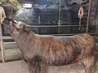 گاو نر, Simmental cattle — عکس 6