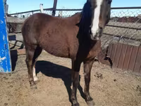 Hingst, Arabian horse — foto 3