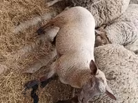 میش, گوسفند — عکس 2