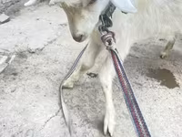 Bock, Getter — foto 1