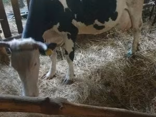 Cow, Russian Black pied cattle — Hungary