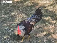 Chickens — foto 1