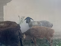 Vædder, Får — foto 8