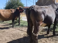 Krava, Russian Black pied cattle — foto 1