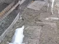 بز ماده, Saanen goat — عکس 6