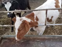 Kvæg (parti, køn ikke angivet), Simmental cattle — foto 2