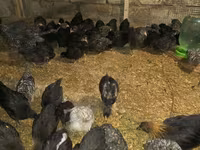 Australorp — foto 3