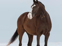 Кобила, Akhal-Teke — фото 7