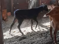 Τράγος, Murcia-Granada goats — φωτογραφία 2