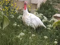 Turkeys — 사진 2
