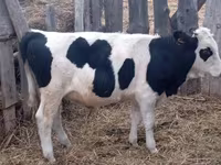 Bik, Simmental cattle — fotografija 3