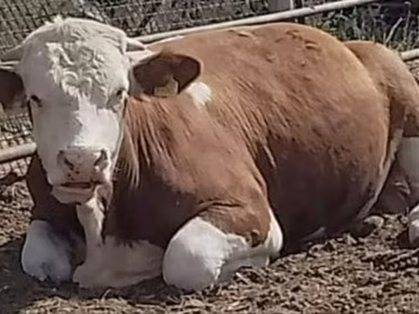 Бух, Simmental cattle