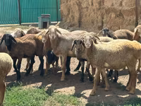 የጎትት አውራ በግ, Arashan sheep — ፎቶ 1