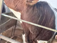 گاو نر, Simmental cattle — عکس 4