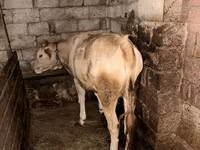 ثور, الماشية — الصورة 1