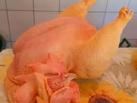 Chickens — 사진 1