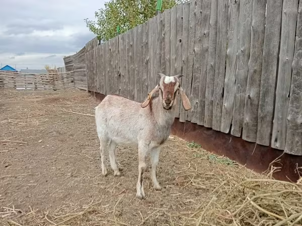 Jarac, Nubian Goat