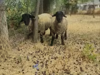 मेढ़ा, White Suffolk sheep — फ़ोटो 4