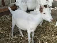 암염소, Nubian Goat — 사진 8