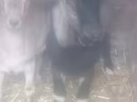 Ziegenbock, Ziegen — Foto 1