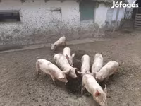 خوک ماده, خوک — عکس 2