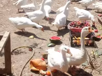 Geese — عکس 3