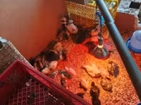 Chickens — 2-rasm