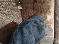 Lembu jantan, Aberdeen-Angus — foto 3