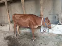 گاو ماده, گاو — عکس 1