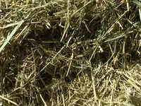 Продаю второй укос.Разнотравие(Аралаш) Тюки плотные,хорошо — foto 1