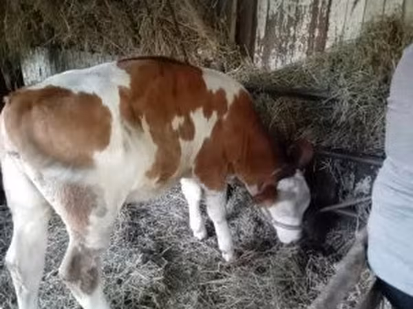Kuh, Simmental cattle