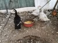 Ducks — снимка 2