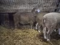 公羊, Ile-de-France sheep — 照片 1