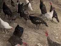 Turkeys — foto 3