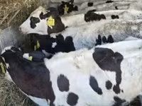 Krava, Russian Black pied cattle — fotografija 2