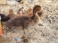 Ducks — 사진 2