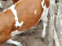 Toro, Raza Holstein — foto 2