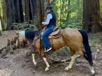 Kuda betina, Quarter Horse — foto 5