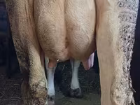 گائے, Swiss cattle — تصویر 3